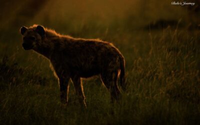 முள்றியின் டைரி – 94. மாரா ஒரு மந்திரலோகம் – 20