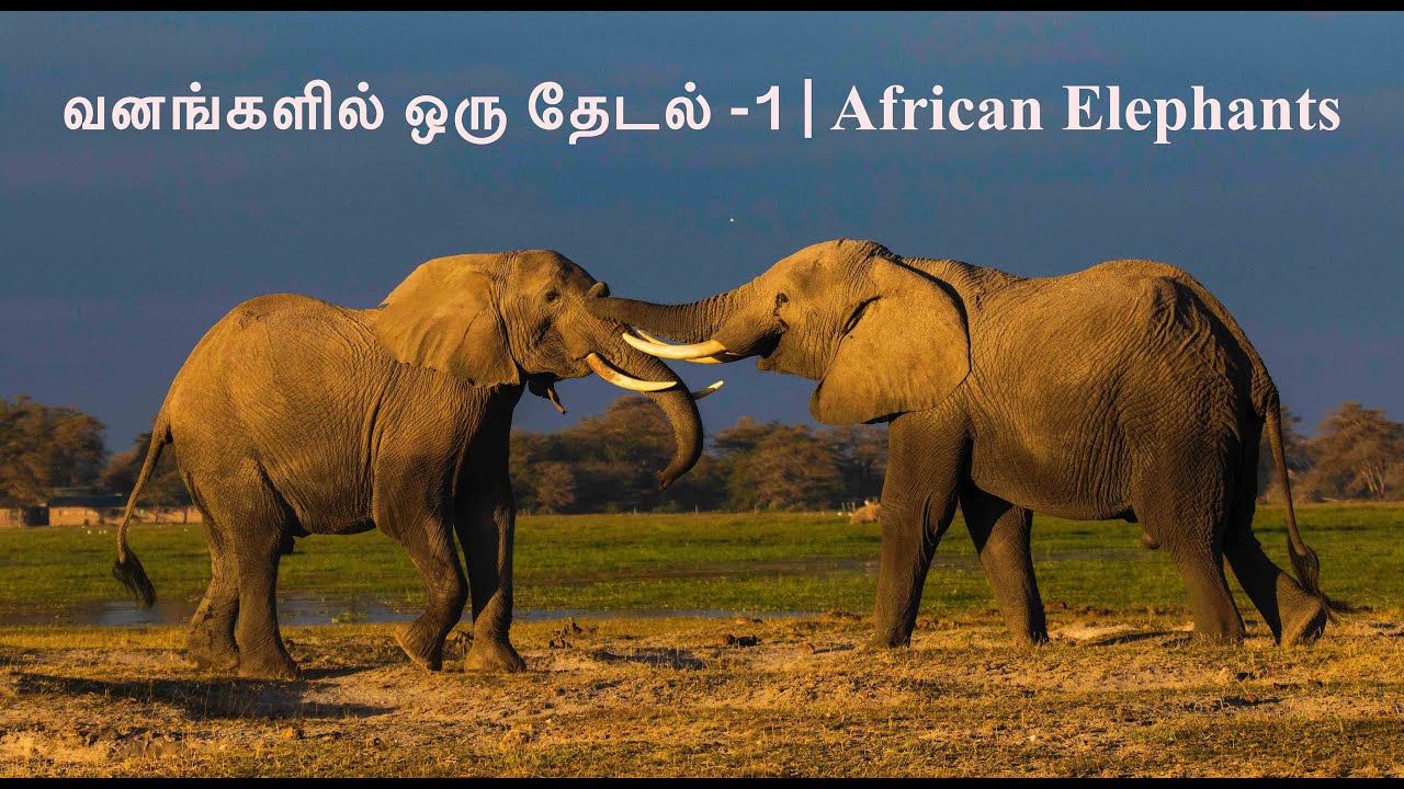 வனங்களைத் தேடி – 1 | African Elephants
